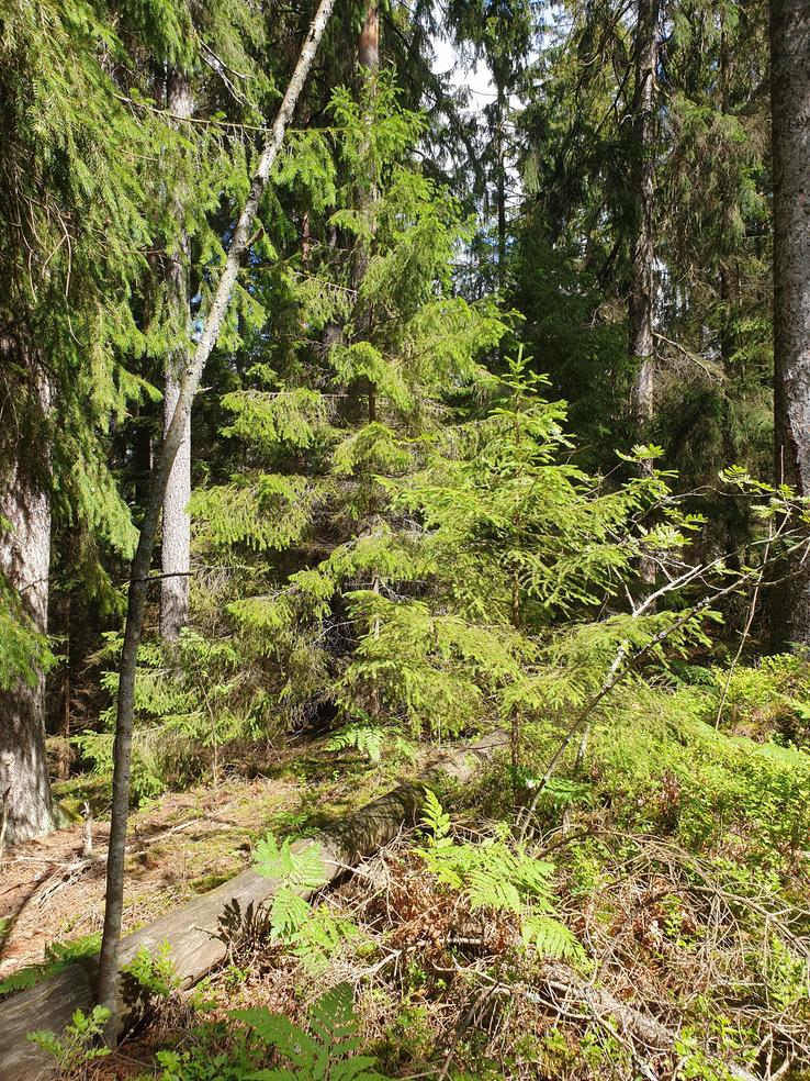Vinterskogen